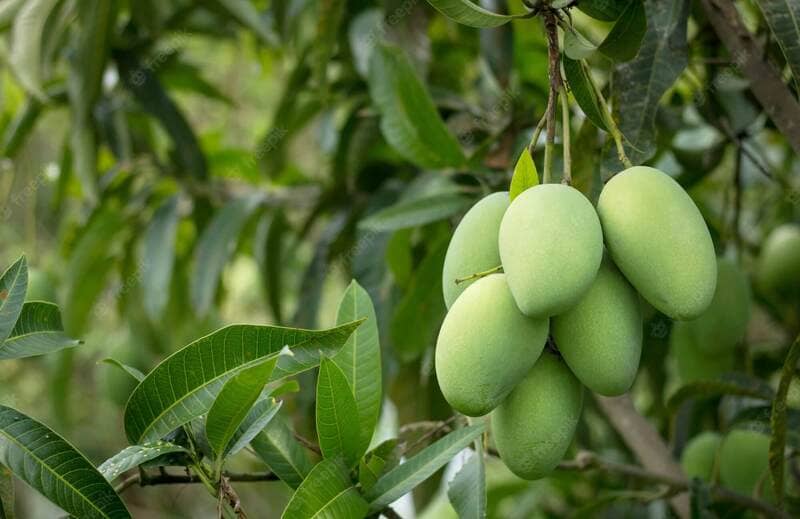 La mangue