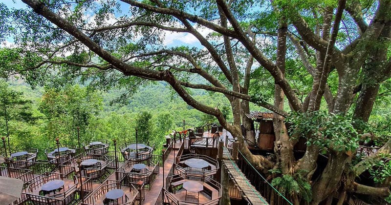 The Giant Chiang Mai