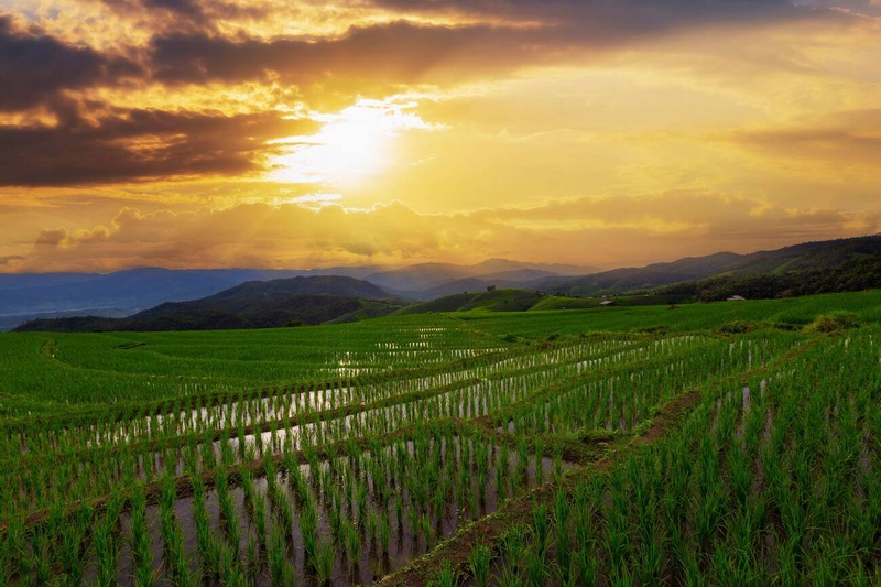 Champs de riz et coucher de soleil à Chiang Mai