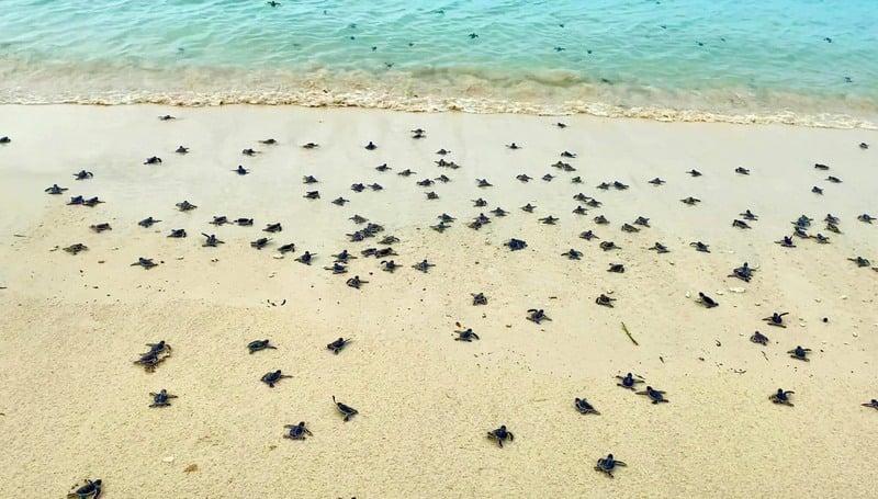 La ponte des tortues sur l''ile de Bay Canh