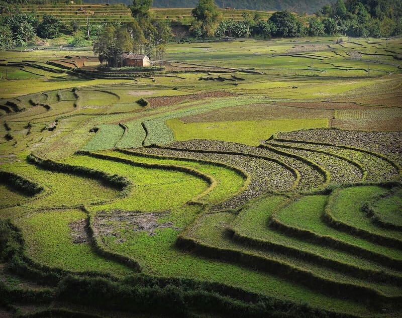 rizières en terrasses, Sapa