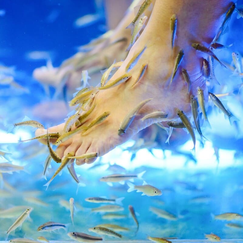 fish spa