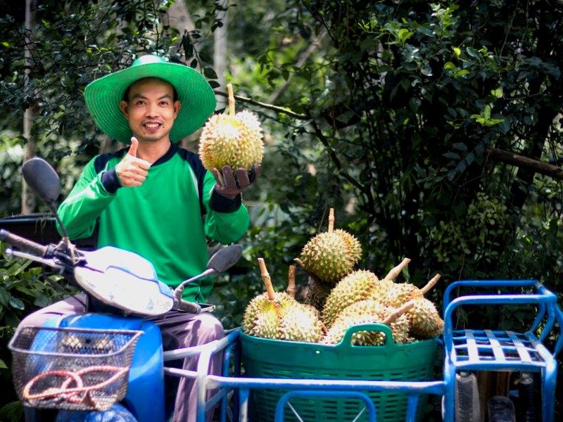 Durian thailande