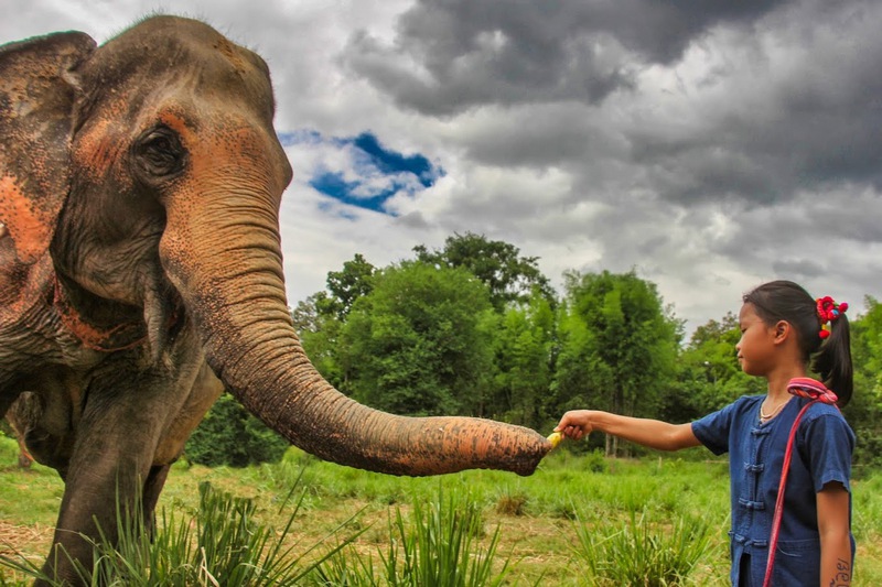 Elephant Jungle Sancturary