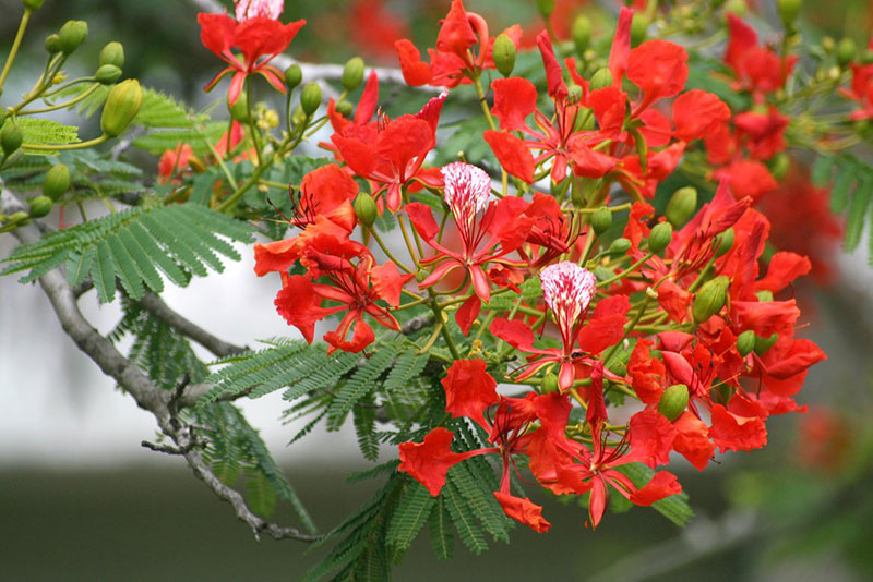 Fleur indochine fleur de flamboyant thailande
