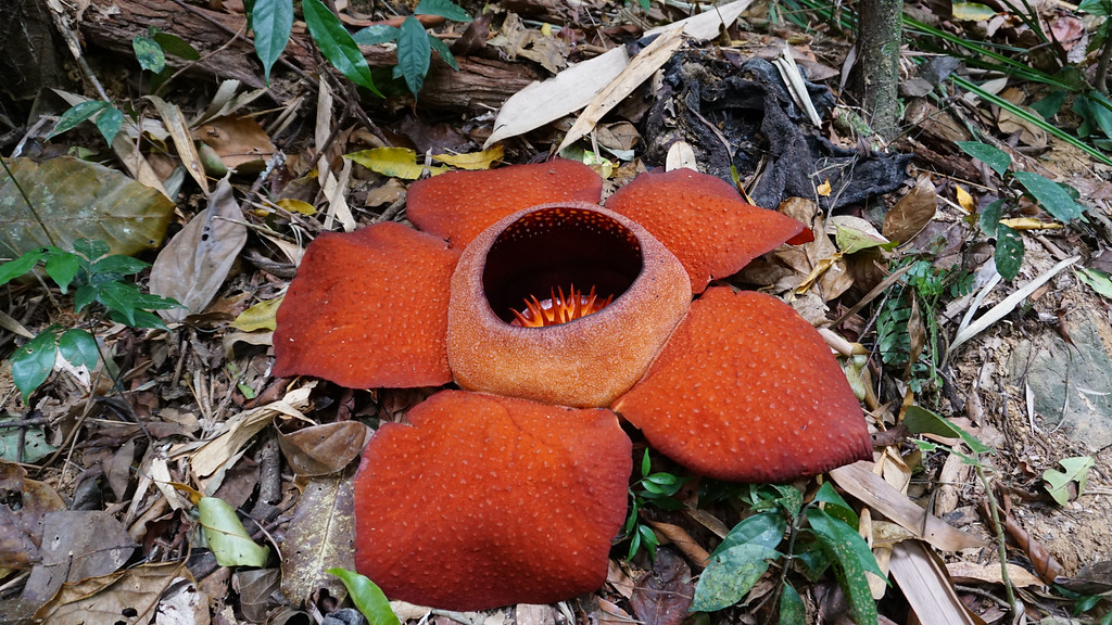 La fleur Bua Phut à Khao Sok