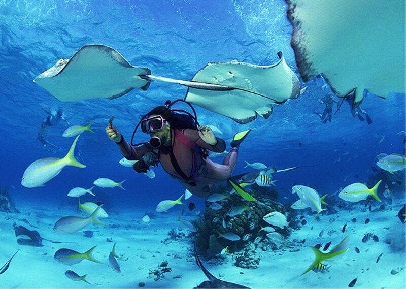 Koh Tao, où la vie sous la mer est très riche