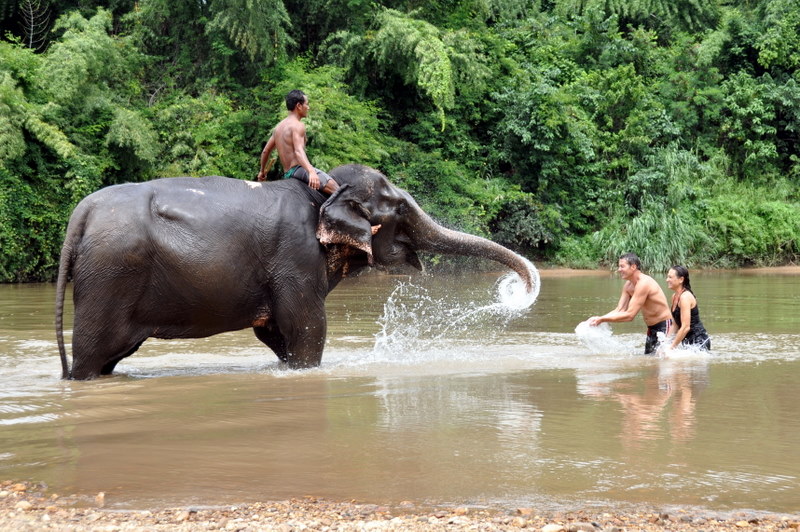 Les sanctuaires d’éléphants