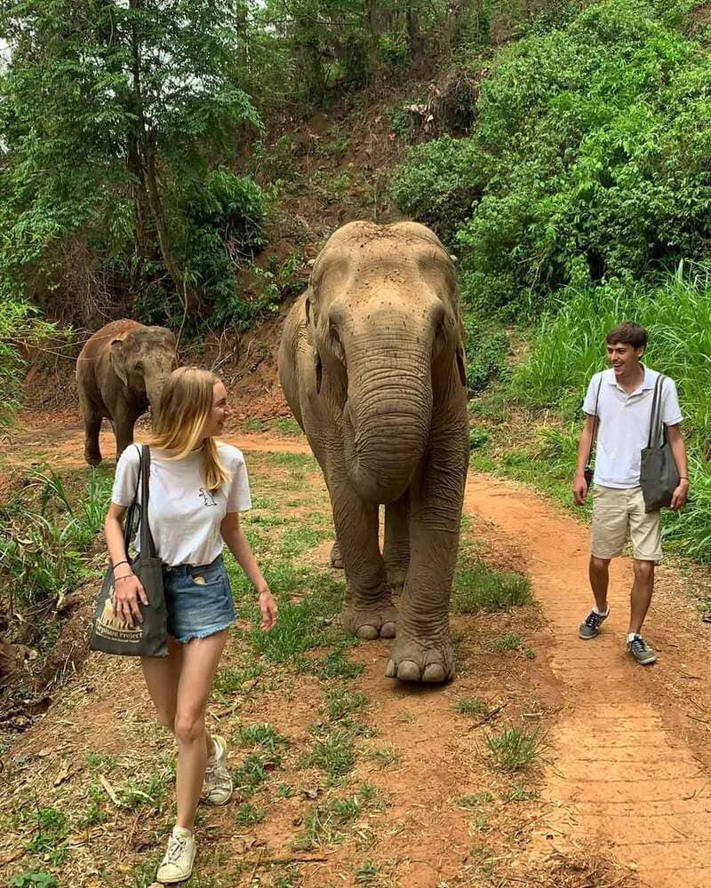 Elephant à Koh Chang