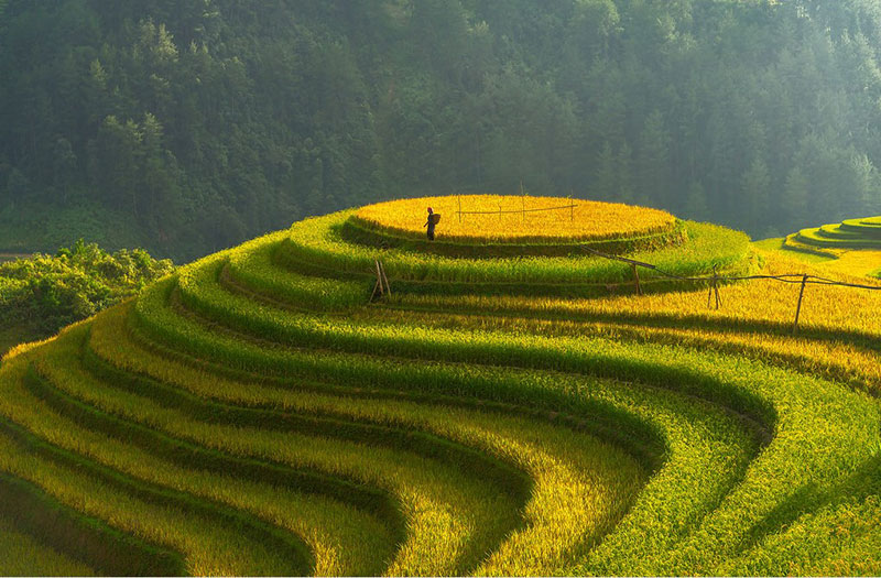 La Pan Tan Mu Cang Chai