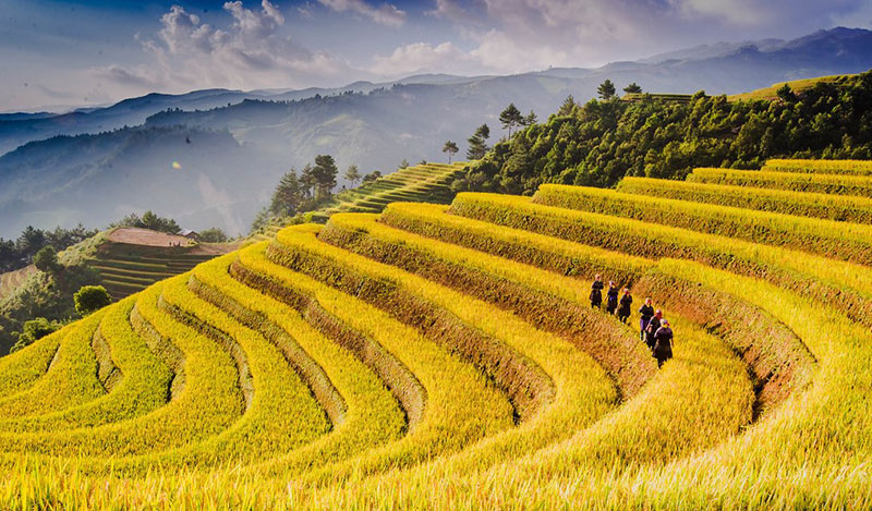 Mu Cang Chai saison des récoltes