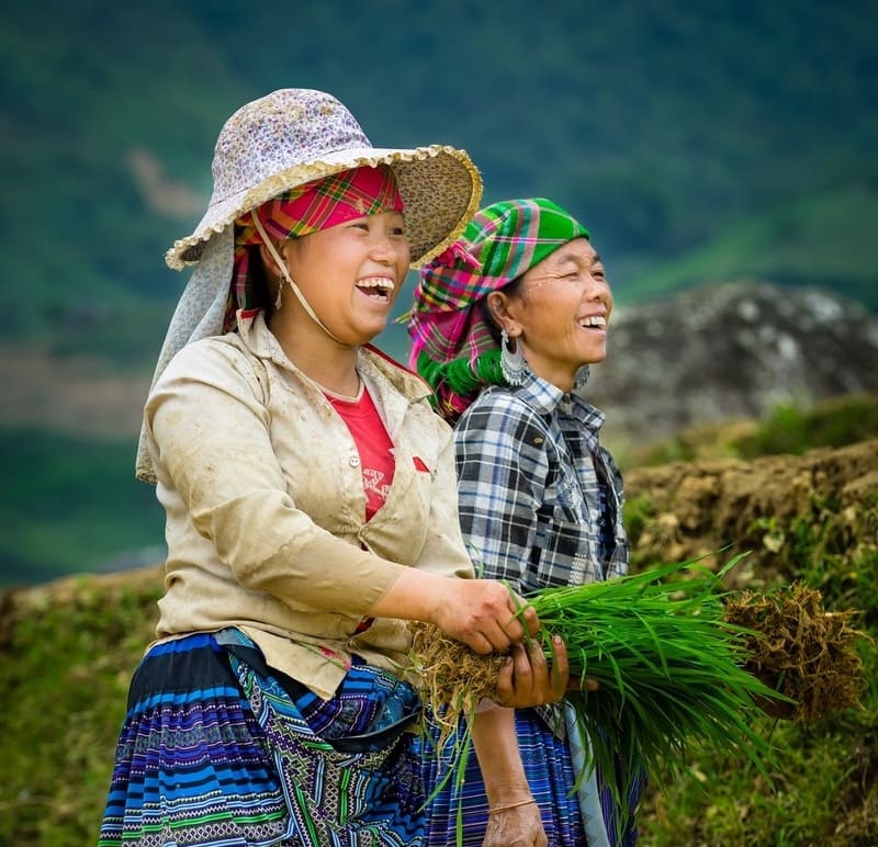 Nord Vietnam, saison de mise en eau, rizière en terrasse