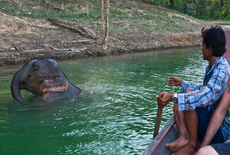 Sanctuaire d''éléphants à Khao Sok