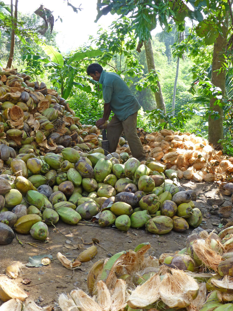 Coco au Sri Lanka