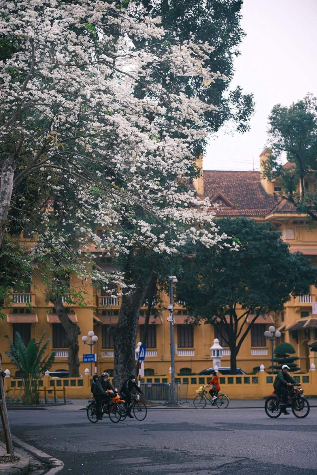 fleurs hanoi