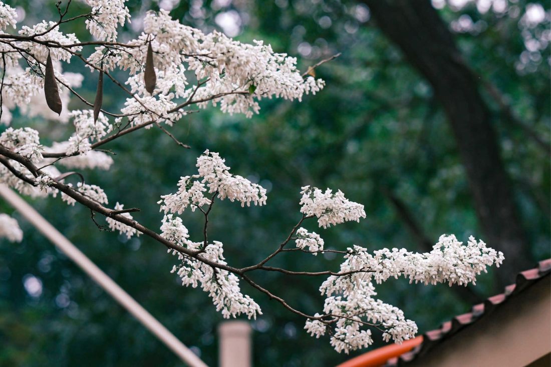 fleurs hanoi