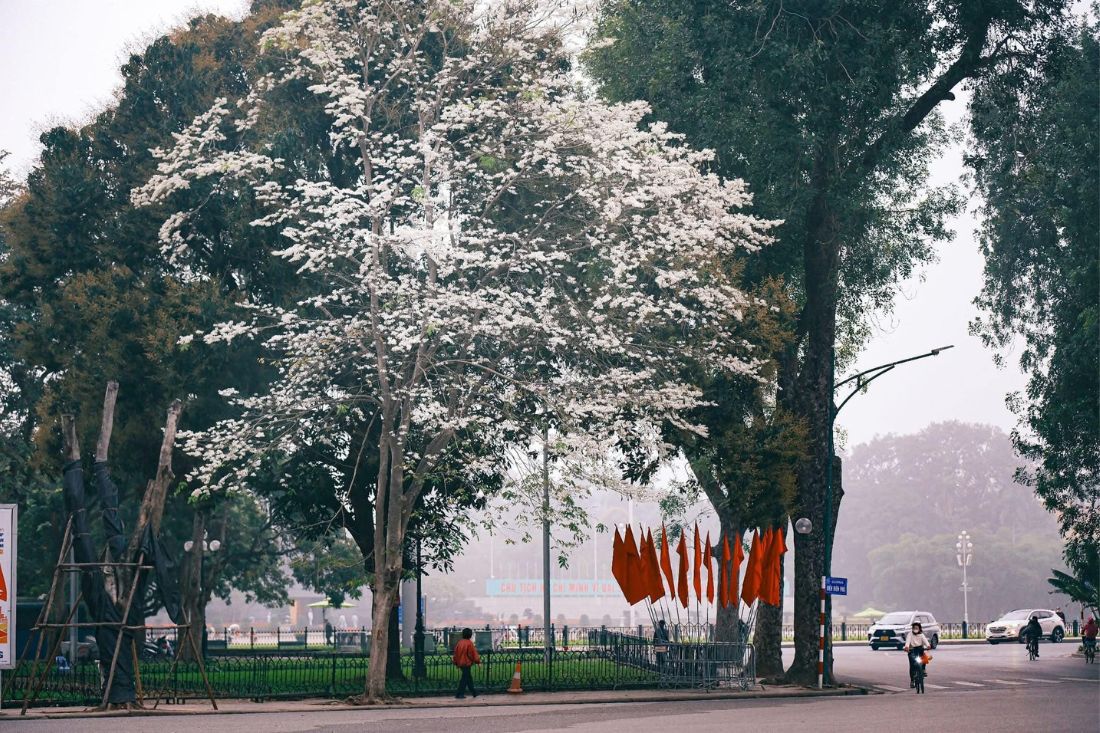 fleurs hanoi