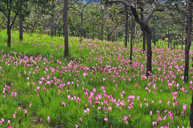 tulipes siamoises
