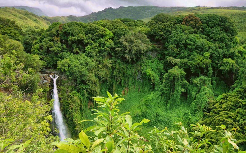 cambodge en saison vert