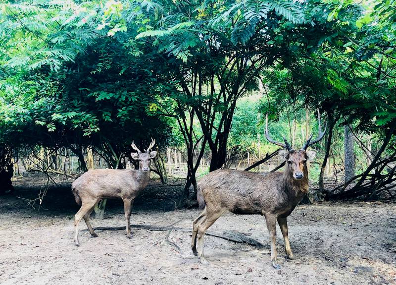 Wildlife Friends Foundation