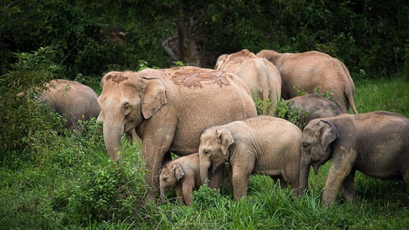 Les éléphants