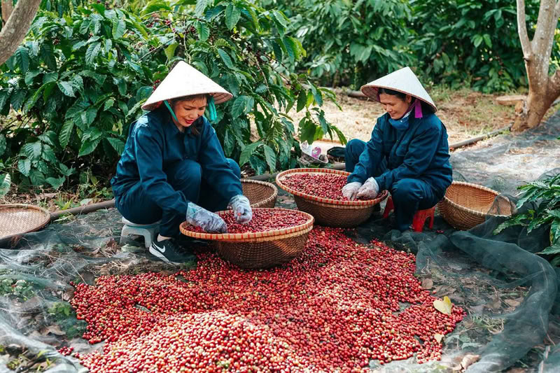 Festival du café de Buon Ma Thuot 