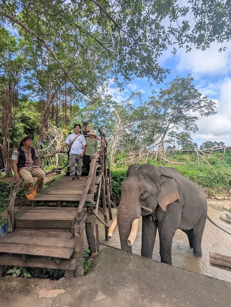 Éléphants et tourisme responsable 1