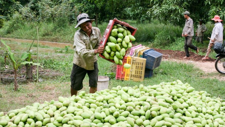 mangue