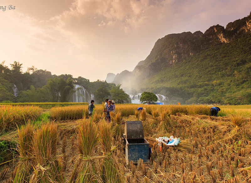 saison de recolte à Cao bang