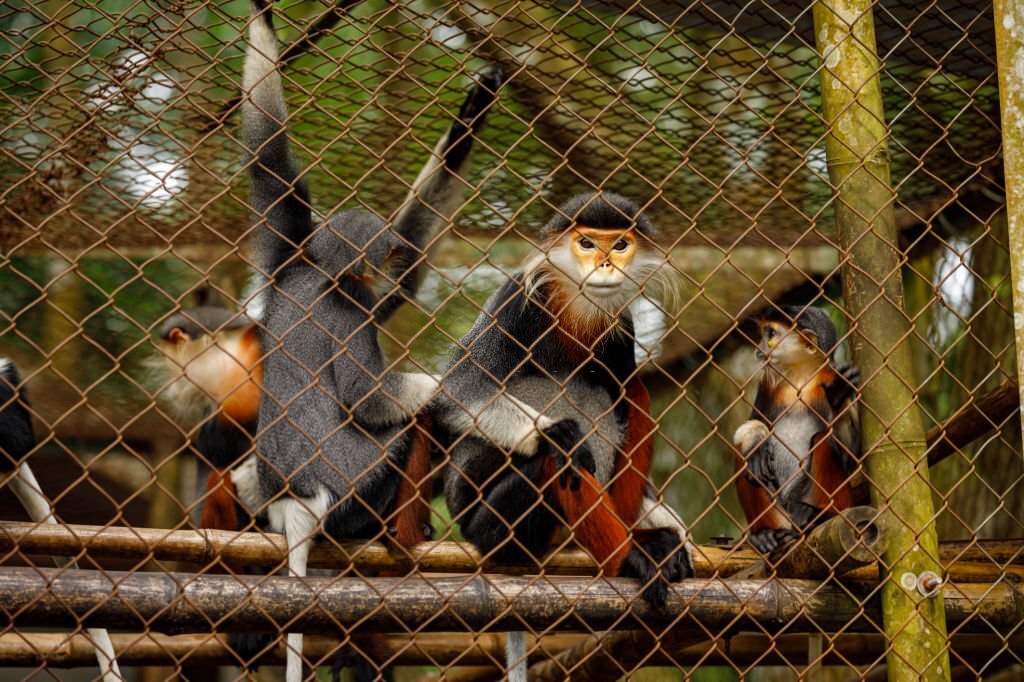 forêt nationale de cuc phuong