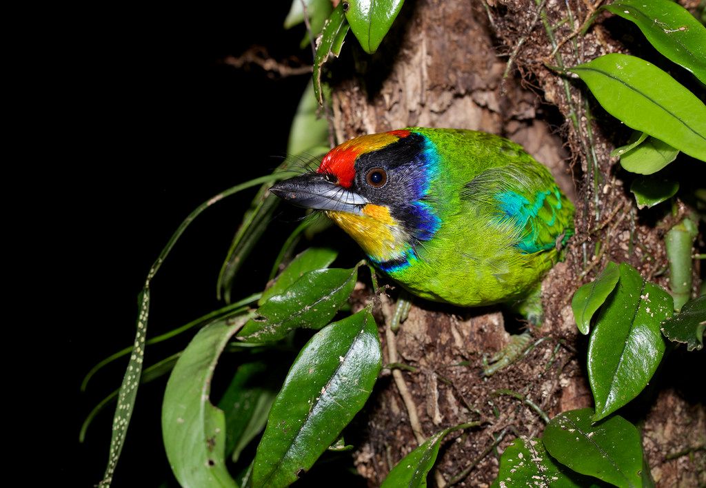 des oiseaux rares à cuc phuong
