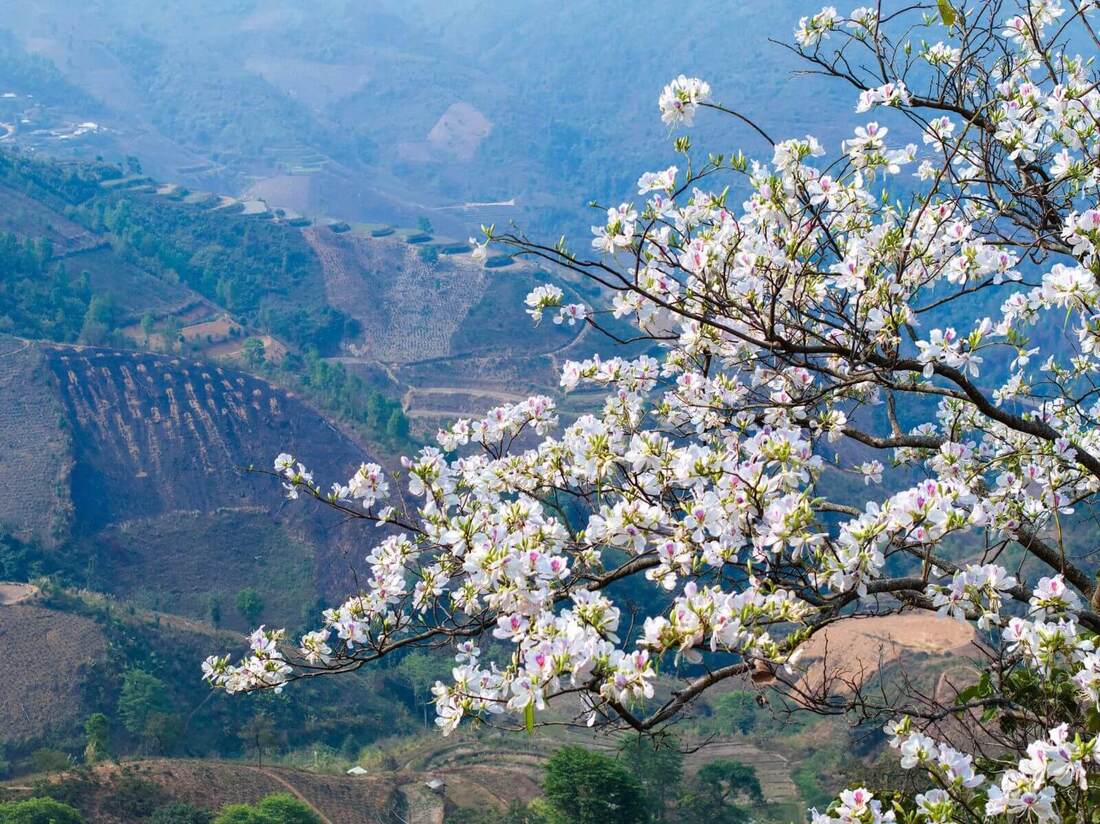 fleurs hanoi