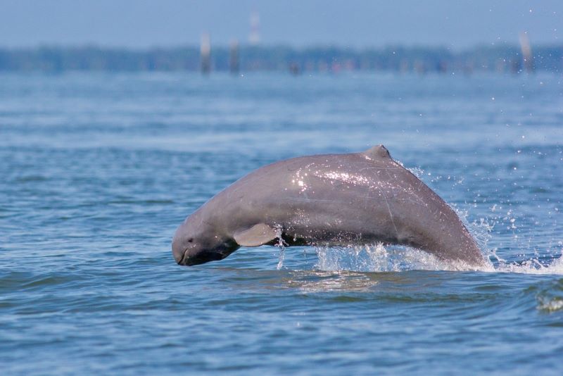 dauphin de l’Irrawaddy 