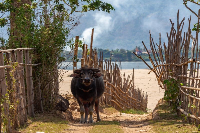 Rencontre avec la nature à Don Daeng