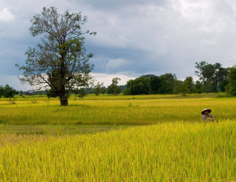 Pédaler à travers les rizières et les jungles de cocotiers ajoute au charme de Don Khong.