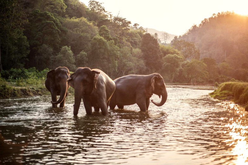 elephants