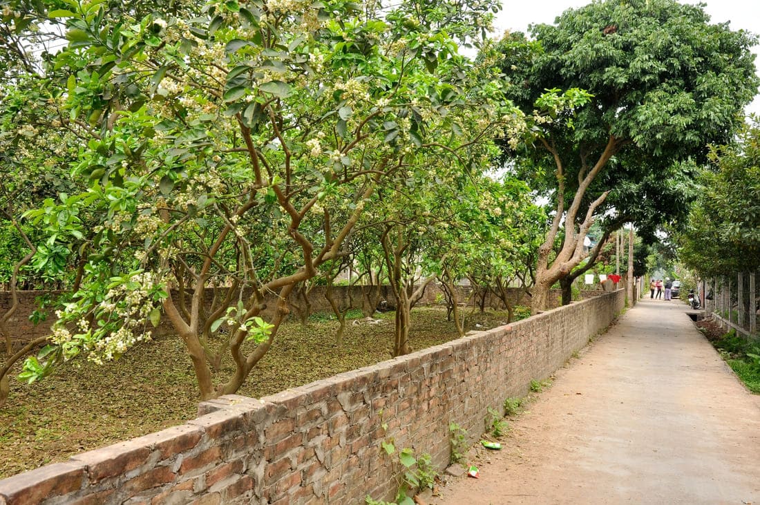 fleurs hanoi
