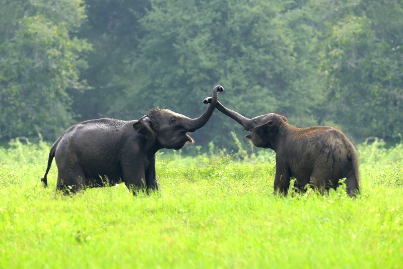 Elephants heureux