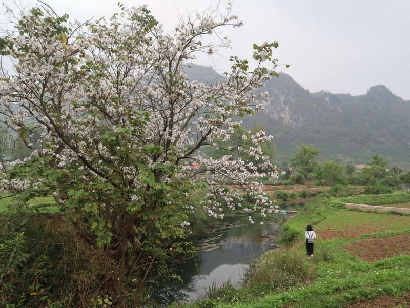 la saison de fleur à moc chau