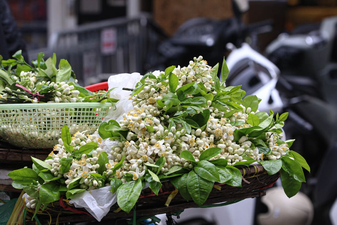 fleurs hanoi