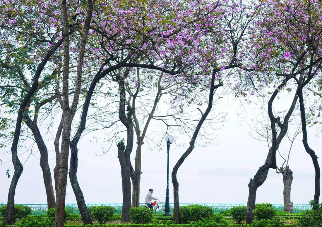 fleurs hanoi