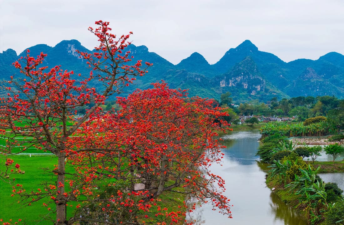 fleurs hanoi