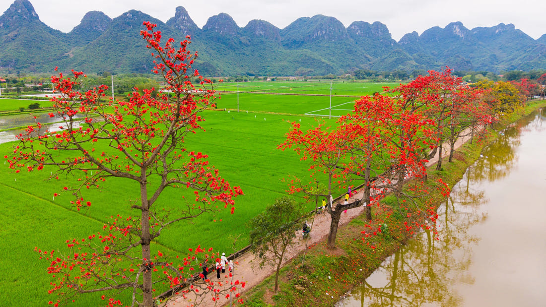 fleurs hanoi