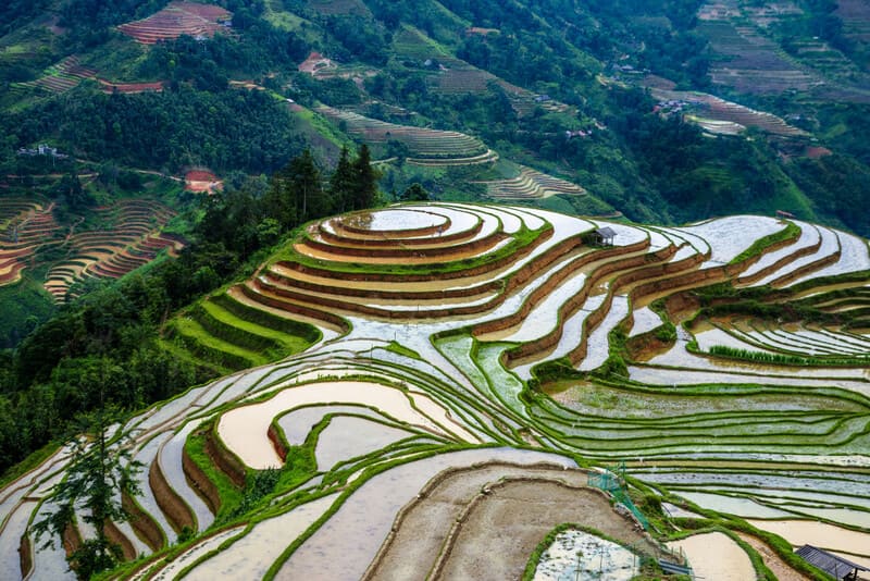 Rizières en terrasses hagiang