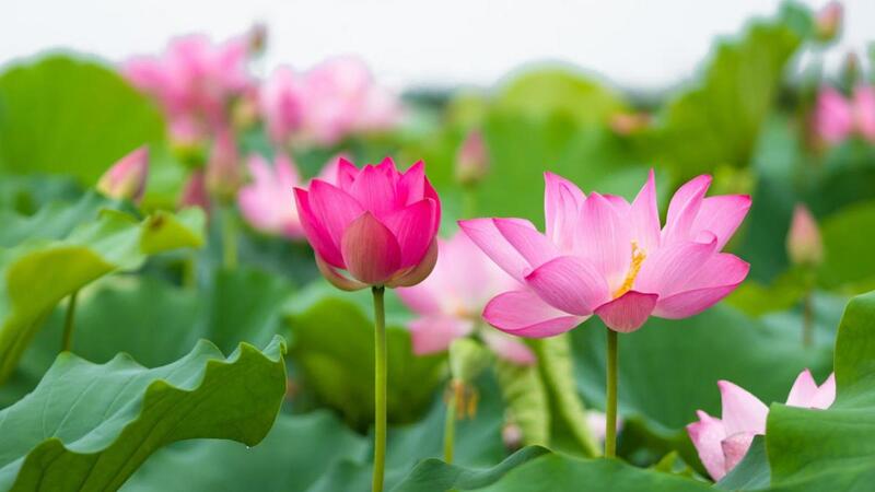 La fleur de lotus