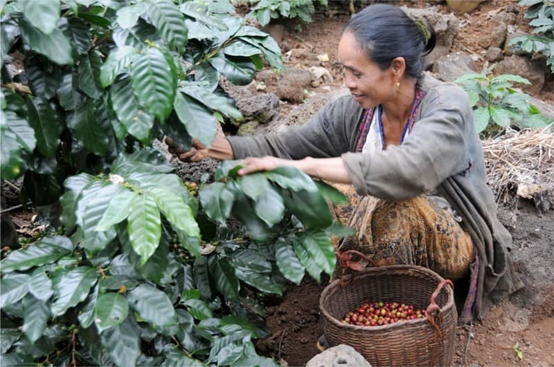 plantation de café