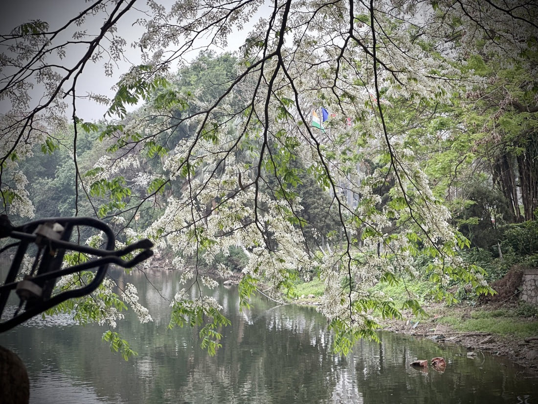 fleurs hanoi