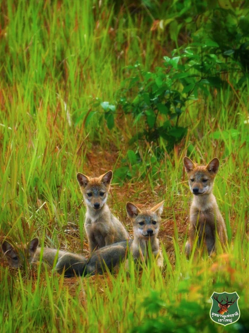 khao yai parc