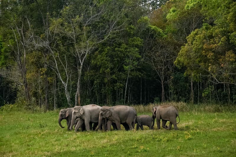khao yai elephant