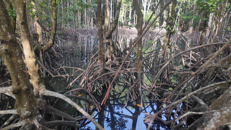  la forêt de mangroves de Peam Krasop